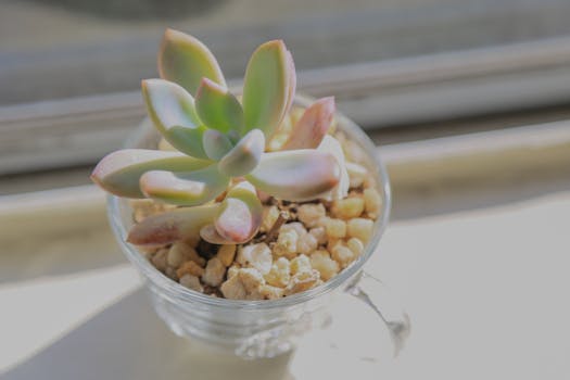 sunny windowsill garden