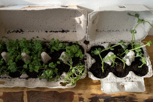growing tomatoes with herbs in a container