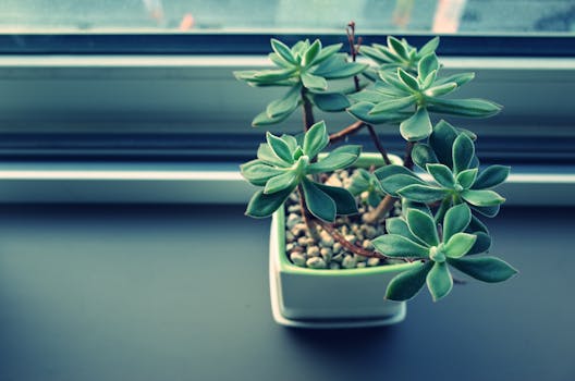 small indoor herb garden on a windowsill