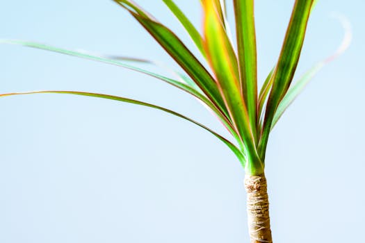 healthy green houseplant