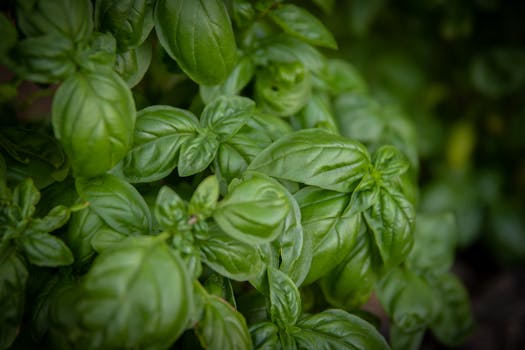 close-up of a plant with healthy leaves