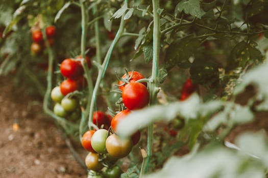 healthy tomato plants