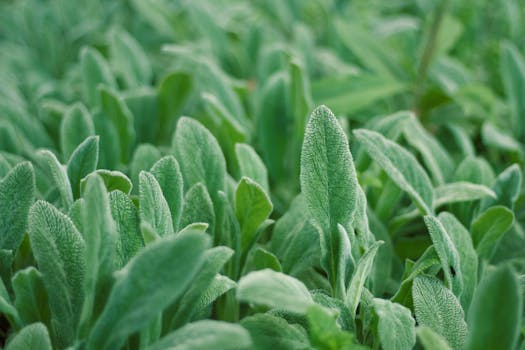 vibrant herbs growing in pots