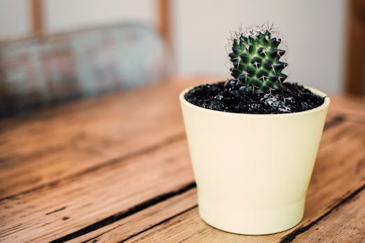 small indoor sensory garden