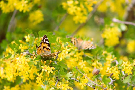 colorful flowering plants attracting butterflies